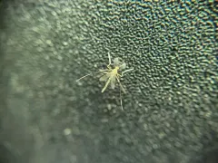 Stenochironomus cinctus thumbnail 1