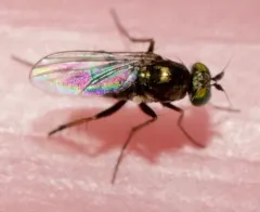 Gymnopternus barbatulus thumbnail 2