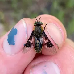 Bothersome Deer Fly thumbnail 4