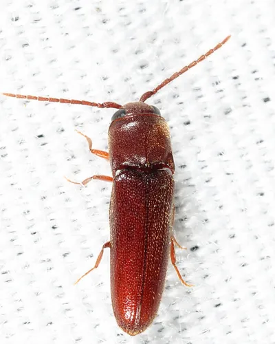 Entomophthalmus rufiolus