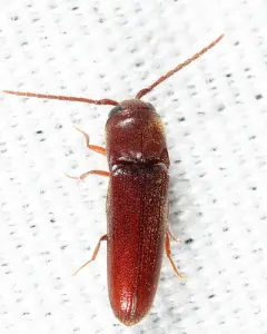 Entomophthalmus rufiolus thumbnail 1