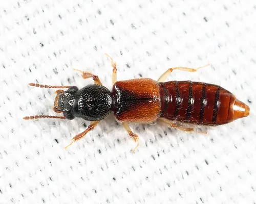 Bledius semiferrugineus