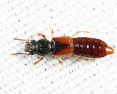 Bledius semiferrugineus thumbnail 1