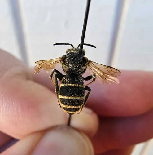 Dioxys aurifuscus