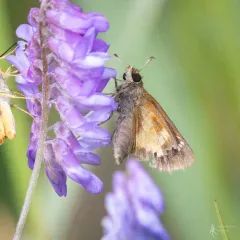 Mulberry Wing thumbnail 3