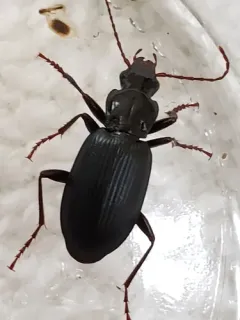 Cosmopolitan Ground Beetle thumbnail 4