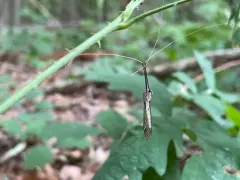 Brachypremna dispellens thumbnail 2