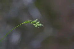 weakly veined sedge thumbnail 3