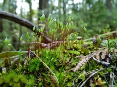 Tufted Thread-moss thumbnail 4