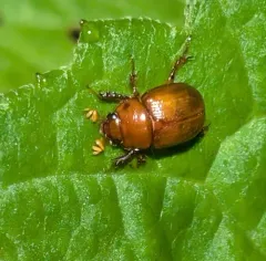 Odonteus liebecki thumbnail 4