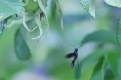 Rose Shoot Sawfly thumbnail 3