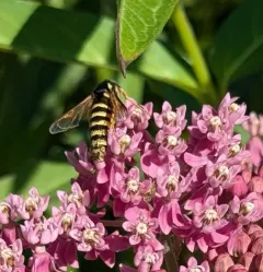 Pine Oak Clearwing thumbnail 2