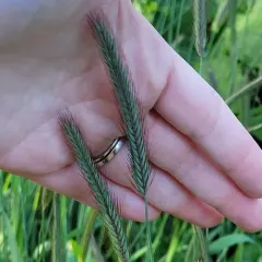 Meadow barley thumbnail 4