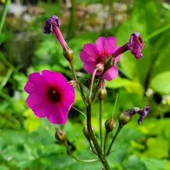 Japanese Primrose thumbnail 4