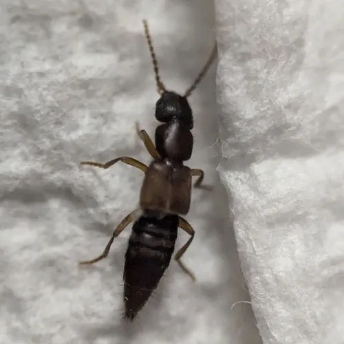 Achenomorphus corticinus