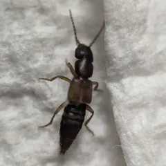 Achenomorphus corticinus thumbnail 1