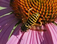 Rocky Mountain Hornet Fly thumbnail 2