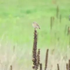 Grasshopper Sparrow thumbnail 2