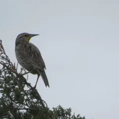 Western Meadowlark thumbnail 3