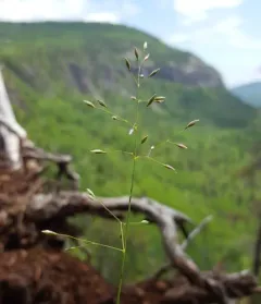 Mountain Ricegrass thumbnail 3