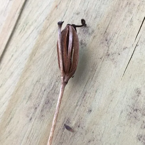 Tuberous Grasspink