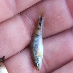 Speckled Dace thumbnail 1