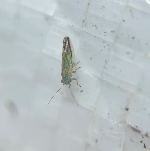 Broom Psyllid