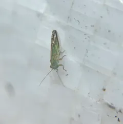 Broom Psyllid thumbnail 1