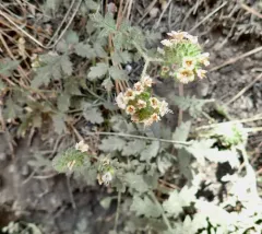 branching phacelia thumbnail 3