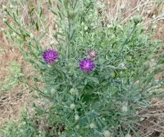 Russian knapweed thumbnail 3