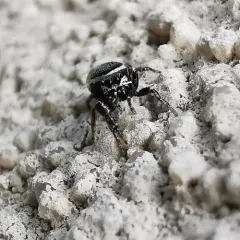 Buttonhook Leafbeetle Jumping Spider thumbnail 3