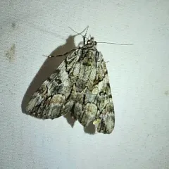 Wonderful Underwing thumbnail 4