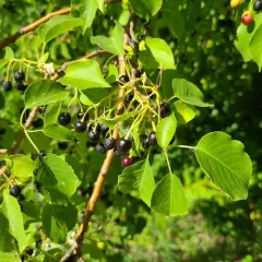 St Lucie Cherry thumbnail 3