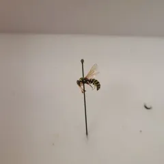 Pseudomasaris zonalis thumbnail 3