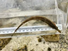 Southern Tubenose Poacher thumbnail 3