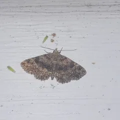Common Fungus Moth thumbnail 4