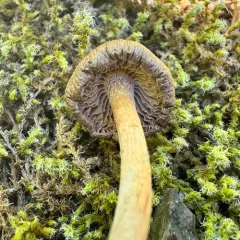 torn fibrecap thumbnail 2