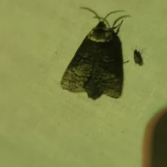 Poplar Carpenterworm Moth thumbnail 4