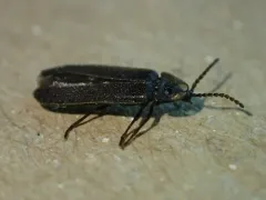 Phausis rhombica thumbnail 4