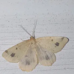 Currant Spanworm Moth thumbnail 4