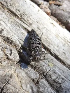 Trachykele nimbosa thumbnail 2