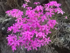 Snake River Phlox thumbnail 3