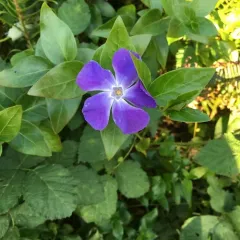 greater periwinkle thumbnail 3