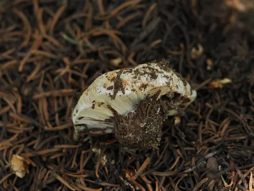 Calonarius verrucisporus