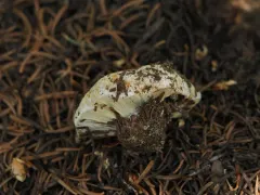Calonarius verrucisporus thumbnail 1
