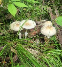 Small Funnel-Veil Amanita thumbnail 4