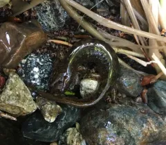 Southern Torrent Salamander thumbnail 2