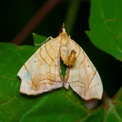 Greater Grapevine Looper Moth thumbnail 4
