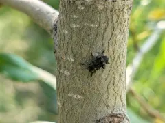 Enoclerus moestus thumbnail 4