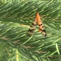 Forked Scorpionfly thumbnail 2